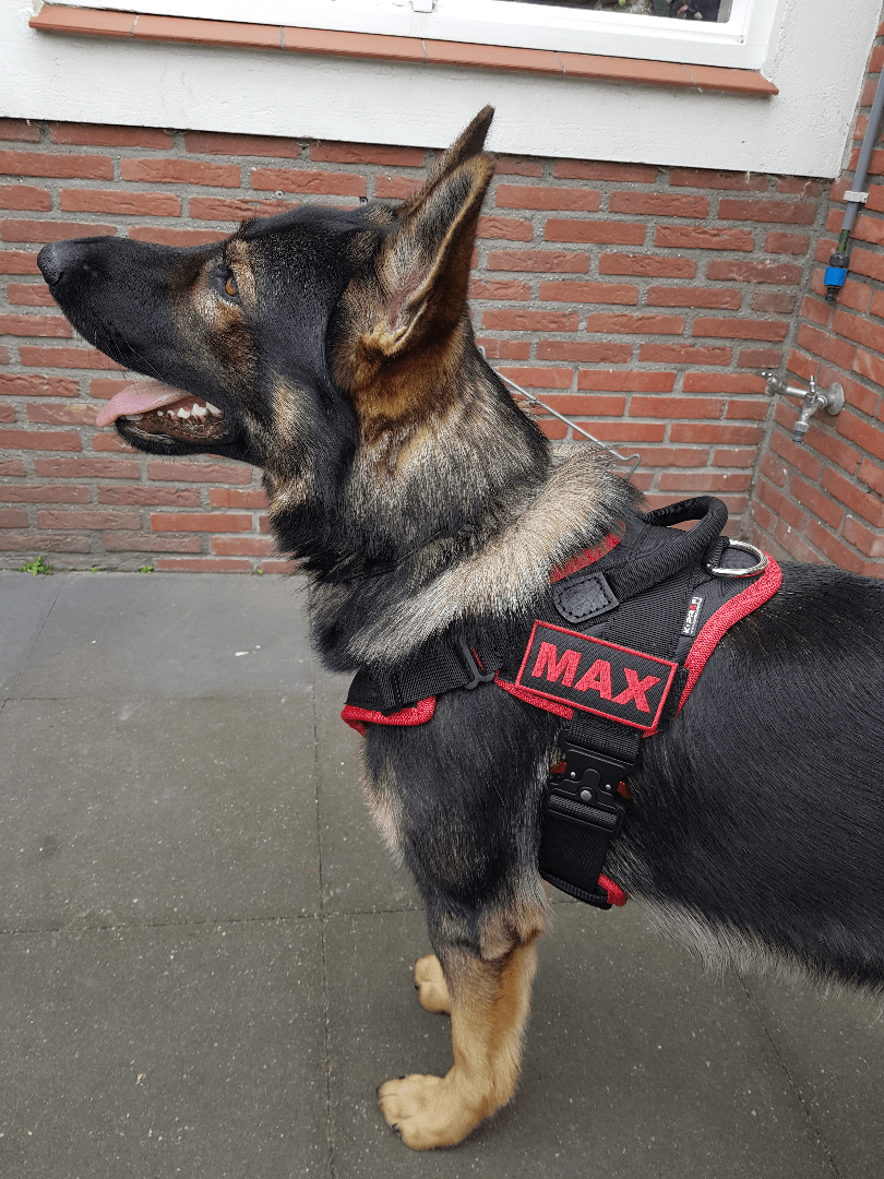 20190906154211-002 PRIDE Prof werkharnas VERO-plus-COBRAsluiting