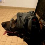 K9 DarkFighter Active Ear Covers