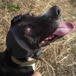 REX-SPECS Gehoorbescherming honden Ear-Pro