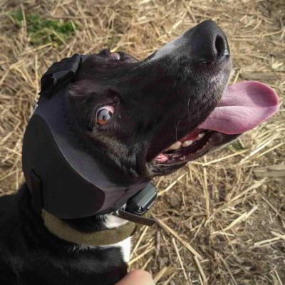 REX-SPECS Gehoorbescherming honden Ear-Pro