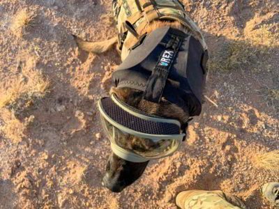 REX-SPECS Gehoorbescherming honden Ear-Pro