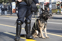 Waakbord wit "pas op voor de hond"Groot