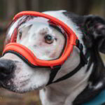 REX SPECS Hondenbril XL V2