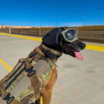 REX-SPECS Gehoorbescherming honden Ear-Pro