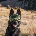 REX SPECS Hondenbril-L V2