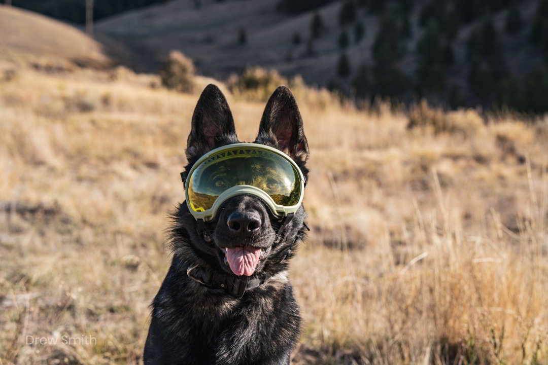 REX SPECS Hondenbril-L V2