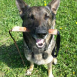 PRIDE Bijtworst Leer "Snapper"