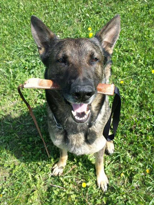 PRIDE Bijtworst Leer "Snapper"