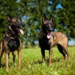 PRIDE Professioneel agitatieharnas Classic