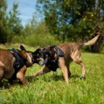 PRIDE Professioneel agitatieharnas Classic