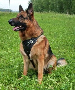 attack-0 PRIDE Lederen harnas Attack voor honden maat M