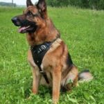 attack-1 PRIDE Lederen harnas Attack voor honden maat L