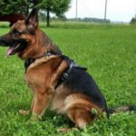 attack2-1 PRIDE Lederen harnas Attack voor honden maat L