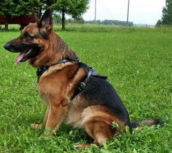 attack2-1 PRIDE Lederen harnas Attack voor honden maat L