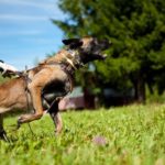 attack3-1 PRIDE Lederen harnas Attack voor honden maat L