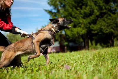 attack3-1 PRIDE Lederen harnas Attack voor honden maat L