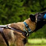 attack4-1 PRIDE Lederen harnas Attack voor honden maat L