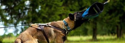 attack4-1 PRIDE Lederen harnas Attack voor honden maat L