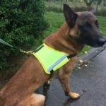 fluor3 PRIDE Reflecterend hondenharnas