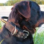 PRIDE nylonhalsband grote honden 50mm