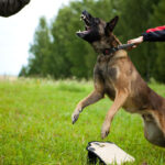 PRIDE Lederen halsband met handvat