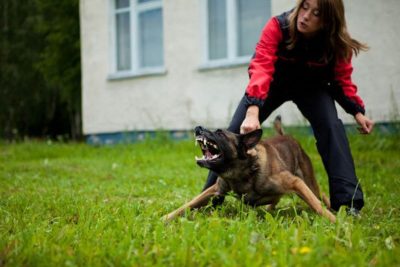 PRIDE Lederen tactische halsband met handvat 50mm