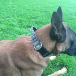 imagel6uwp5q7 PRIDE Klassieke halsband met handvat