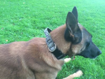 imagel6uwp5q7 PRIDE Klassieke halsband met handvat