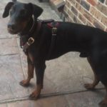 imageuq2a873n PRIDE Gevoerde lederen hondenharnas maat S