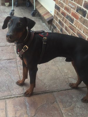 imageuq2a873n PRIDE Gevoerde lederen hondenharnas maat S