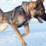 imagewdlzdyao-1 PRIDE Gevoerde lederen hondenharnas maat L