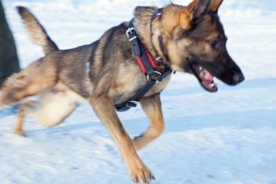 imagewdlzdyao-1 PRIDE Gevoerde lederen hondenharnas maat L