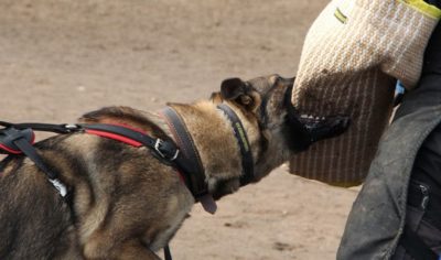 imagewfpwgmp5-1 PRIDE Gevoerde lederen hondenharnas maat L
