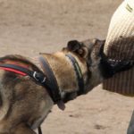 imagewfpwgmp5 PRIDE Gevoerde lederen hondenharnas maat S