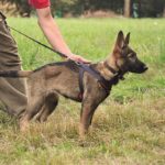 PRIDE Puppy harnas MAFIA voor alle rassen