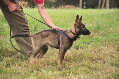 PRIDE Puppy harnas MAFIA voor alle rassen