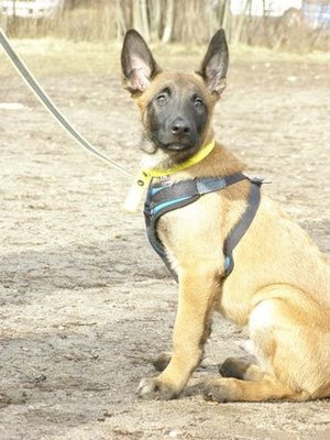 PRIDE Puppy harnas MAFIA voor alle rassen