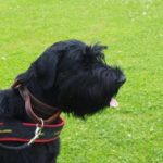 PRIDE Universeel harnas Master