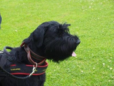 PRIDE Universeel harnas Master