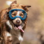 rex_specs_brille_hund REX SPECS Hondenbril-M V2