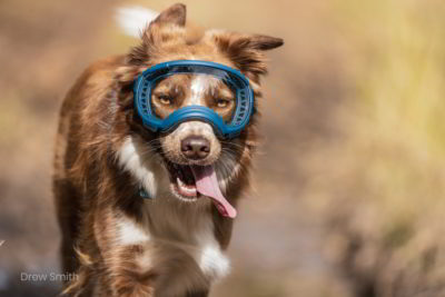 rex_specs_brille_hund REX SPECS Hondenbril-M V2