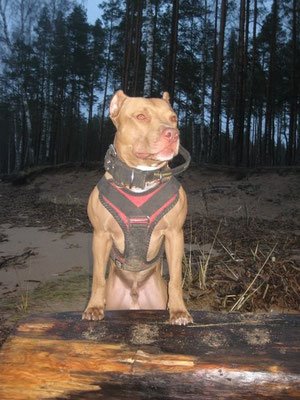 vero10 PRIDE Professioneel werkharnas VERO