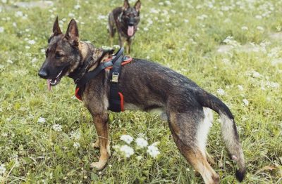 vero5 PRIDE Professioneel werkharnas VERO