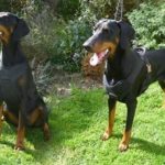 vero7 PRIDE Professioneel werkharnas VERO