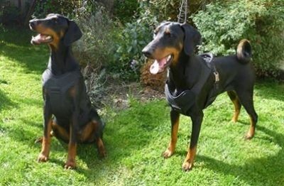 vero7 PRIDE Professioneel werkharnas VERO