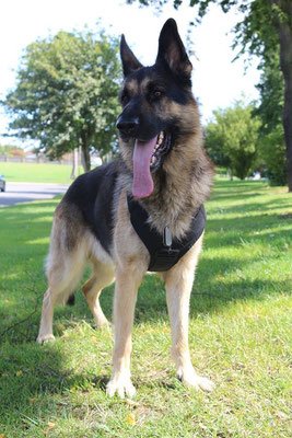 vero9 PRIDE Professioneel werkharnas VERO