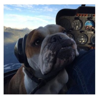 Ruisonderdrukkende koptelefoon voor honden