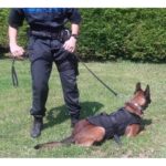 MORIN Kogelvrij vest voor honden met MOLLE-systeem