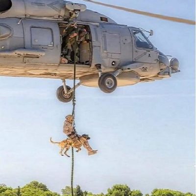 verybig-4515-7 MORIN MULTI K9 harnas