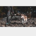 Non-Stop Dogwear Protector Bootie Modder